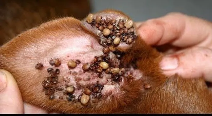 Remedios caseros para eliminar garrapatas de mi perro 