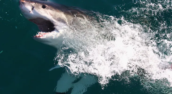 2015 fue el año con más ataques de tiburón de toda la historia