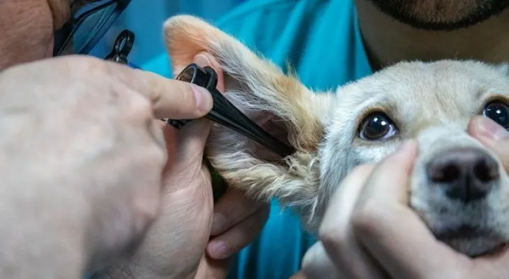 ¡Cuidado! Estas medicinas para humanos son nocivas para las mascotas