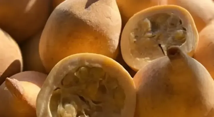 El árbol de la jagua: beneficios para la salud y su aporte a los sistemas agroforestales