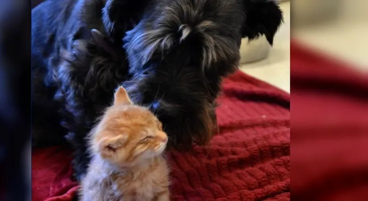 Perra dona sangre para salvarles la vista a dos gatitos