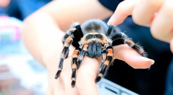 El veneno de tarántula alivia el dolor por quemaduras