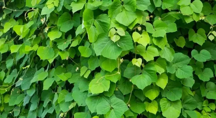 El Kudzu y sus maravillosos beneficios: Protección cardíaca, reduce el estrés y tránsito intestinal