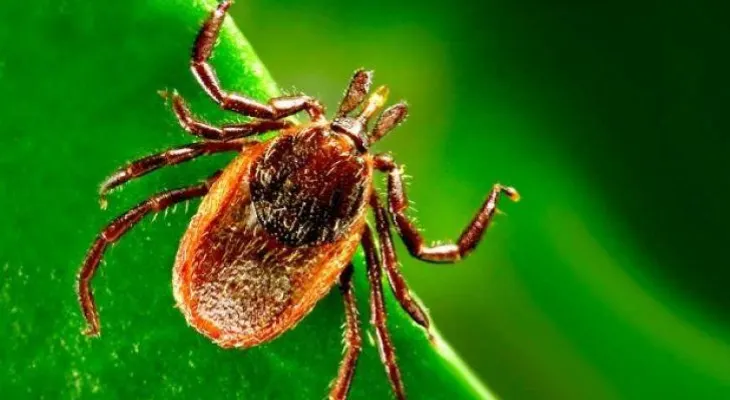 Identifican nueva especie de Borrelia que causa enfermedad de Lyme