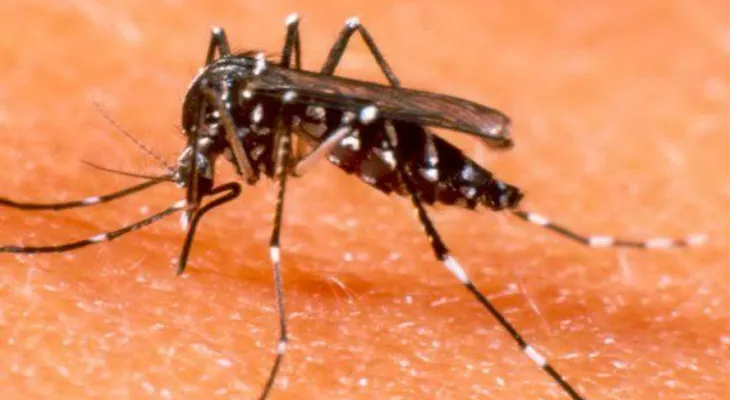 Paraguay: suben a 66 las muertes por dengue