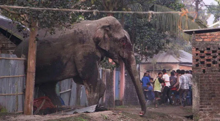 Un elefante salvaje causa conmoción en una ciudad india