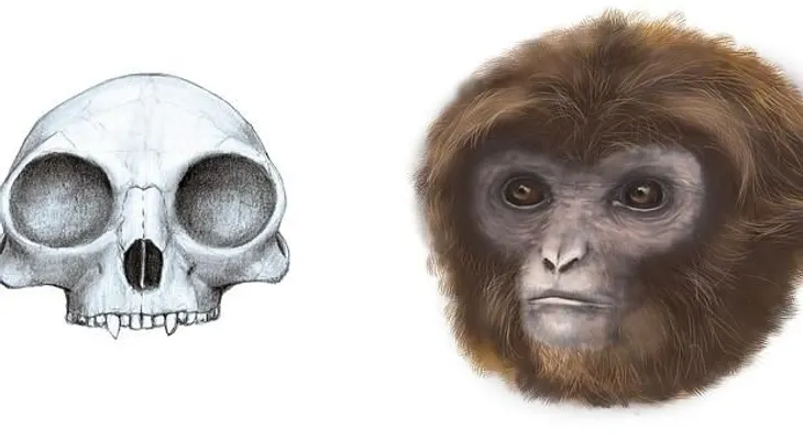 Extraordinario hallazgo: un nuevo ancestro humano permite completar la cadena evolutiva