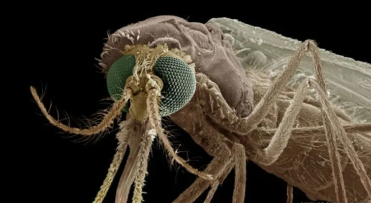 Avance en investigación inmunidad de parásito de la malaria