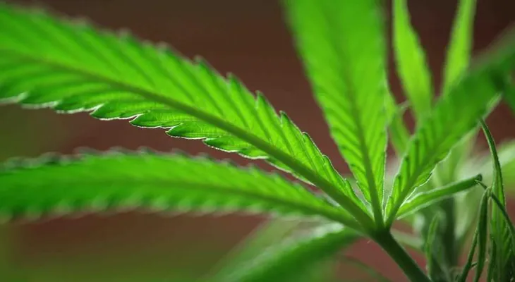 Marihuana es la droga más usada en Europa