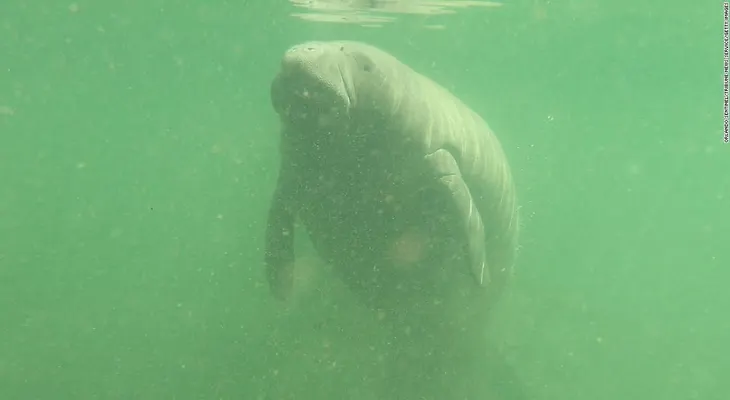 En lo que va de año, murieron en Florida más manatíes que en todo 2017
