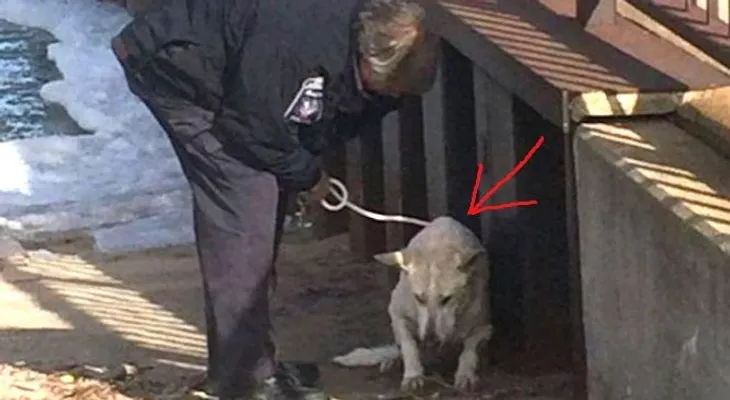 El perro cayó al lago helado. Lo que ocurrió después parece un cuento?