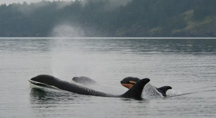 Una orca golpea a una foca con su cola y la lanza por los aires