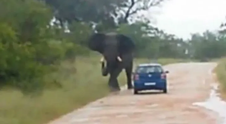 Un elefante embistió un auto e hirió a una turista