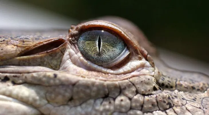 Honduras: 11.000 cocodrilos están muriendo de hambre debido a sanciones de EE.UU.