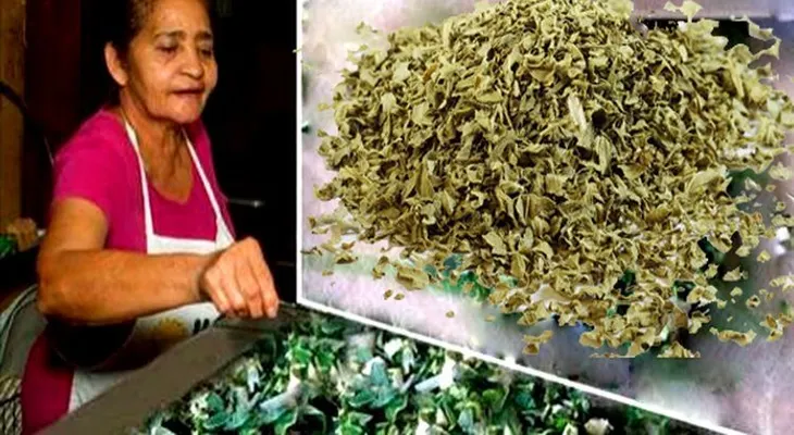 Tiene más de 60 años y casi no va al médico ¿Cómo lo Logró? ¡Solo Tomaba Esto 2 Veces por Semana!