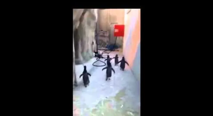 Game over: La fallida fuga de pingüinos de zoo