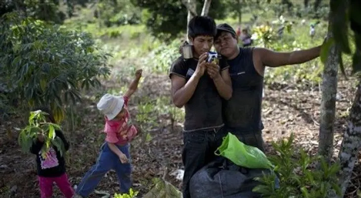 Perú desciende al segundo lugar mundial en cultivo de coca 