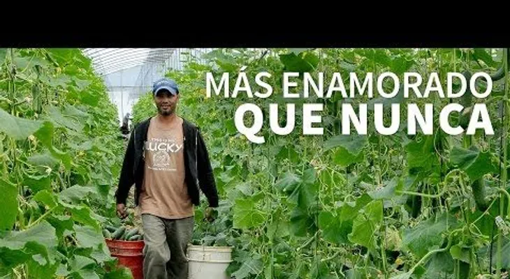 Los invernaderos de Constanza se multiplican