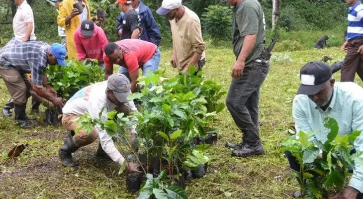 Instituto Agrario inicia siembra de un millón de plántulas de café en San Cristóbal