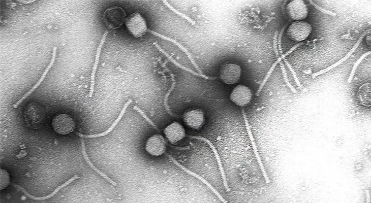 La terapia con bacteriófagos podría "jubilar" a los antibióticos