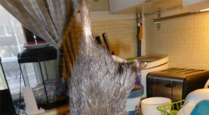 Video: Una rata gigante aterroriza Suecia