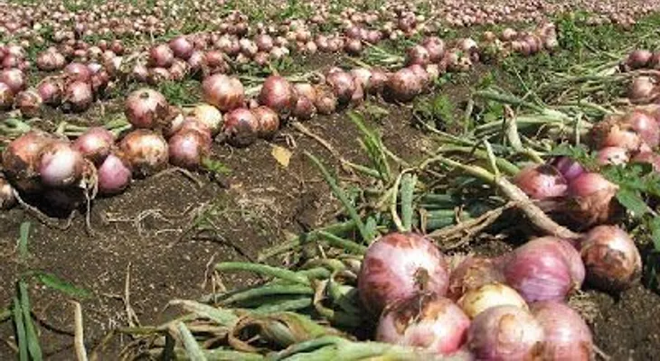 La cebolla, el café y habichuelas blancas suben de precio
