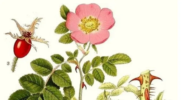Rosa de Mosqueta para mejorar la circulación y combatir infecciones; regenerar la piel y el cabello