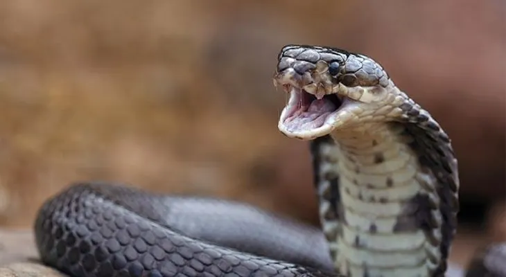 El veneno de cobra podría ayudar en la lucha contra el cáncer