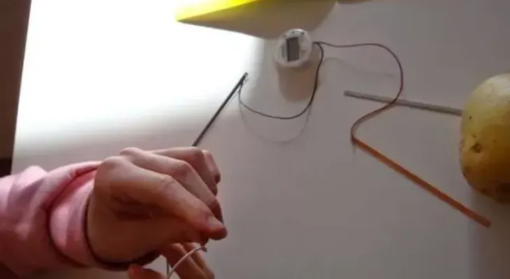 Ilumina una habitación por 40 días con una sola papa o patata. Imperdible
