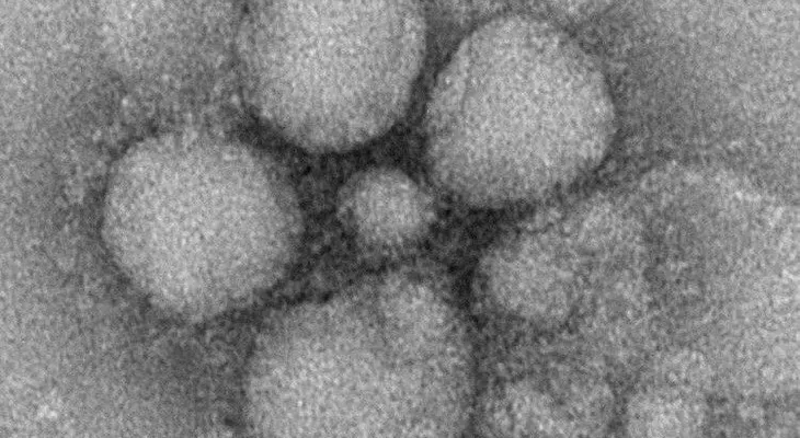 Peligro de epidemia mundial: Aparece virus mortal puede pasar de los murciélagos a los humanos