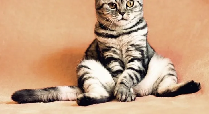 Si tu gato maúlla de forma profunda, no dudes en llevarlo a la clínica veterinaria