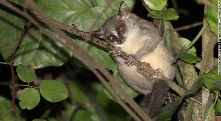 Descubren una nueva especie de primate -y ya está en peligro-