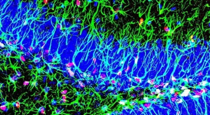 Descubren un mecanismo que promueve la creación de nuevas neuronas toda la vida