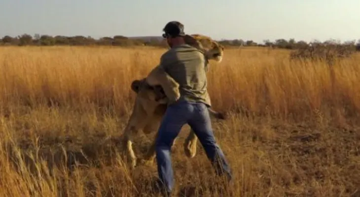 Video: hombre vive entre leones salvajes como si fueran mascotas