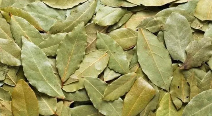 Cómo usar laurel para el tratamiento de la diabetes y otros trastornos