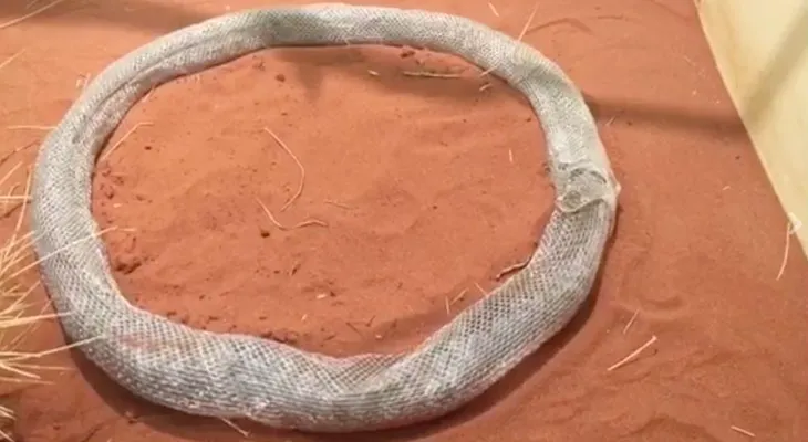 ¿Se está comiendo a sí misma esta serpiente?