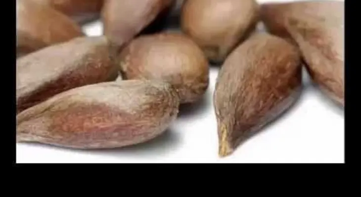 La semilla de manzana cura el cáncer mejor que la quimio (VIDEO)