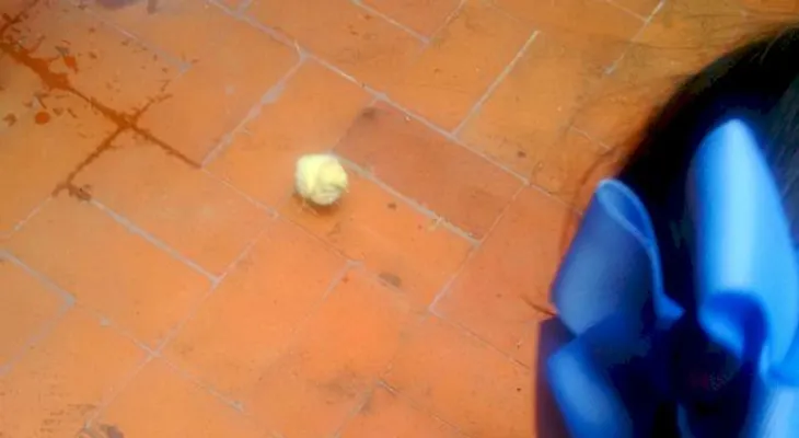  Por salvar una gallina: Muere asimilado militar y dos resultan heridos
