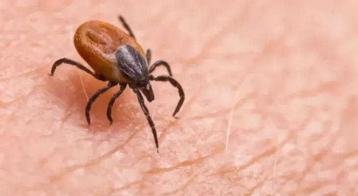 La babesiosis, transmitida por garrapatas, va en aumento en EEUU