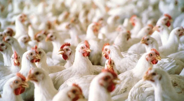 Baja venta de pollo y venderos pegan el grito; Salud Pública: virus no afecta a personas