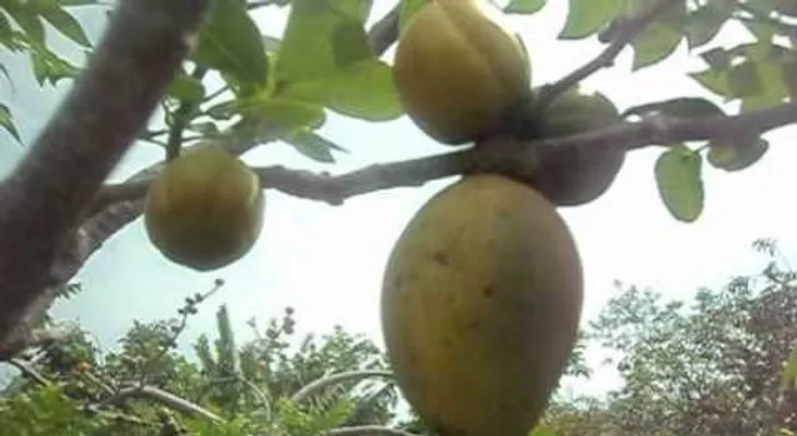 El arbol de ciruelas que dio mangos (VIDEO)