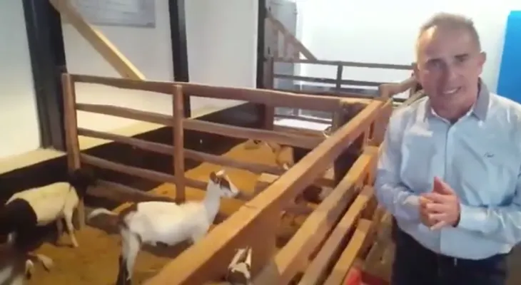 Cabras en viviendas urbanas: la última apuesta del gobierno de Venezuela contra la escasez