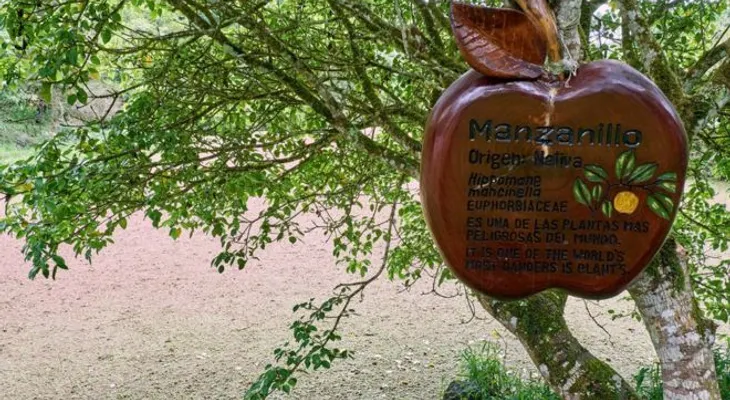 El árbol de la muerte, el más peligroso del mundo