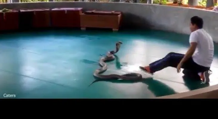 Una cobra escapa de su domador en un espectáculo con turistas