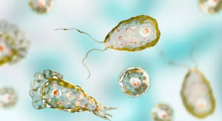 La ameba "comecerebros", el organismo unicelular que ataca bajo el agua y puede ser letal
