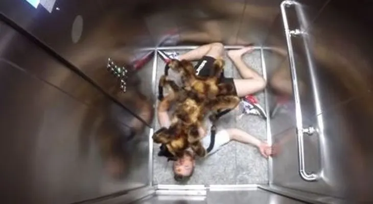 El perro araña aterroriza Polonia es la sensación (Video) 