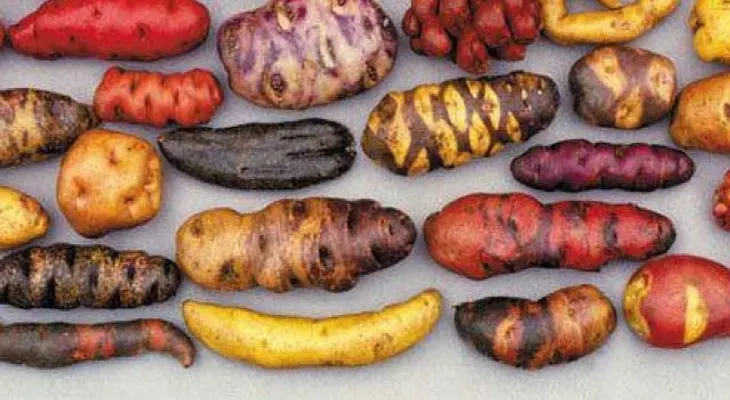 Las papas de colores de Perú pueden prevenir el cáncer y la desnutrición, determinan investigaciones