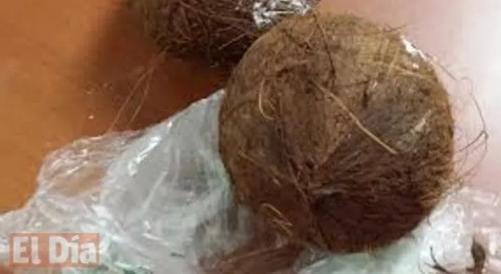 DNCD decomisa 4 kilos droga dentro de dos cocos 