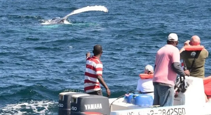 En 2015 más de 45 mil turistas observaron ballenas jorobadas en Samaná