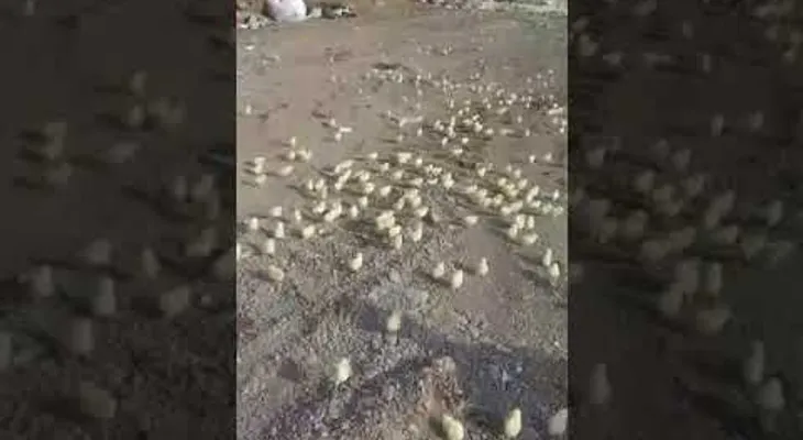 Miles de pollitos recién nacidos de huevos desechados invaden una ciudad georgiana